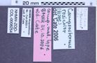 Etikette zu Campsosternus rosicolor (NHMW-ZOO-COL-0008254)